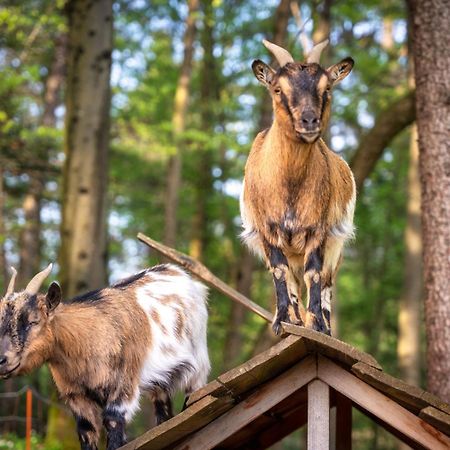 Ferienwohnung Stara Soncna Hisa Radovljica Exterior foto